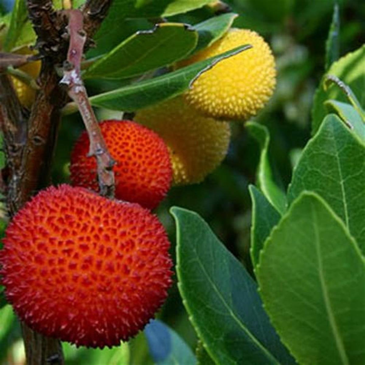 Arbutus unedo Dağ çileği Kocayemiş Ağaç çileği fidanı