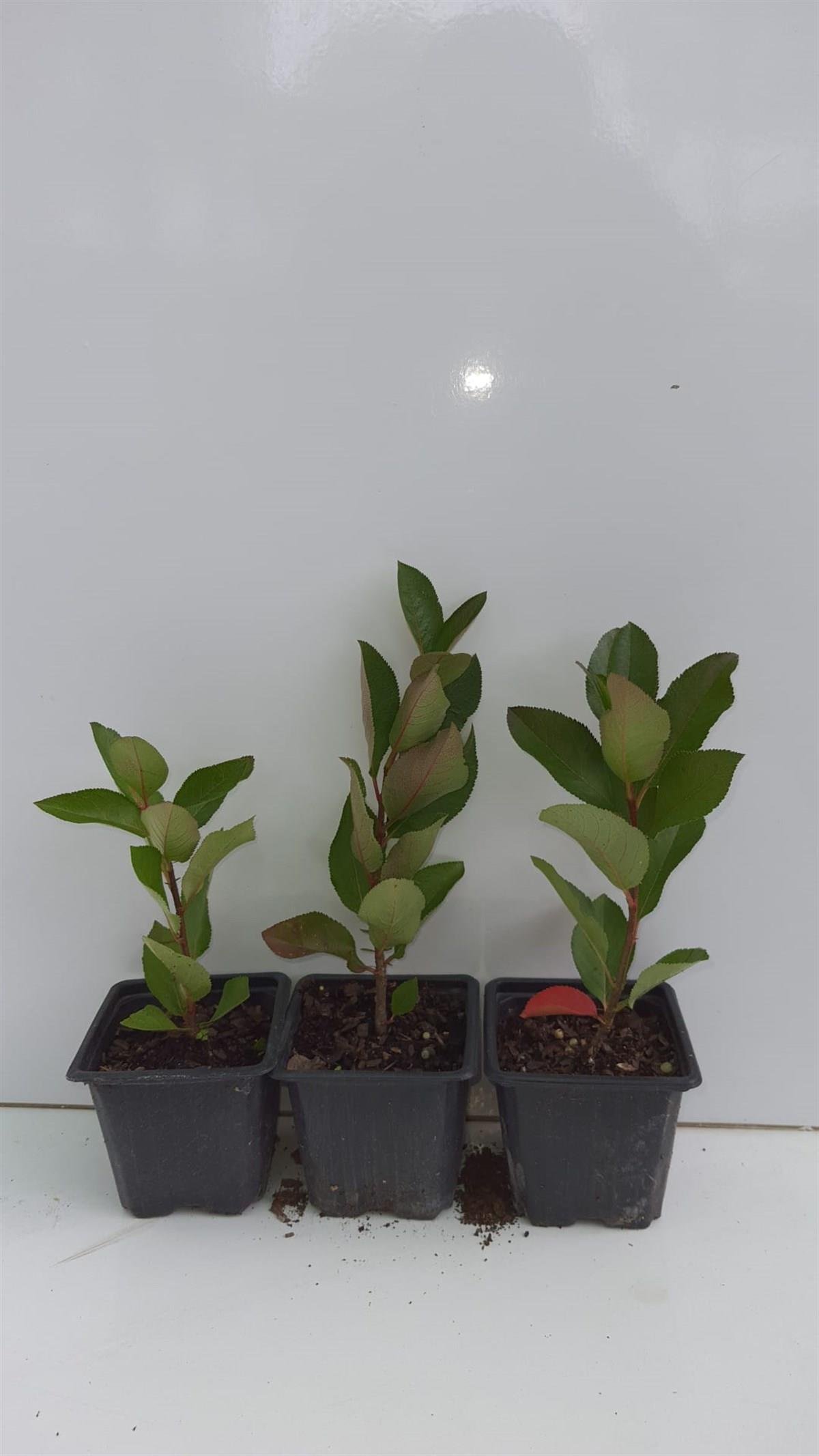 Aronia Aronya fidanı (Rus yaban mersini)