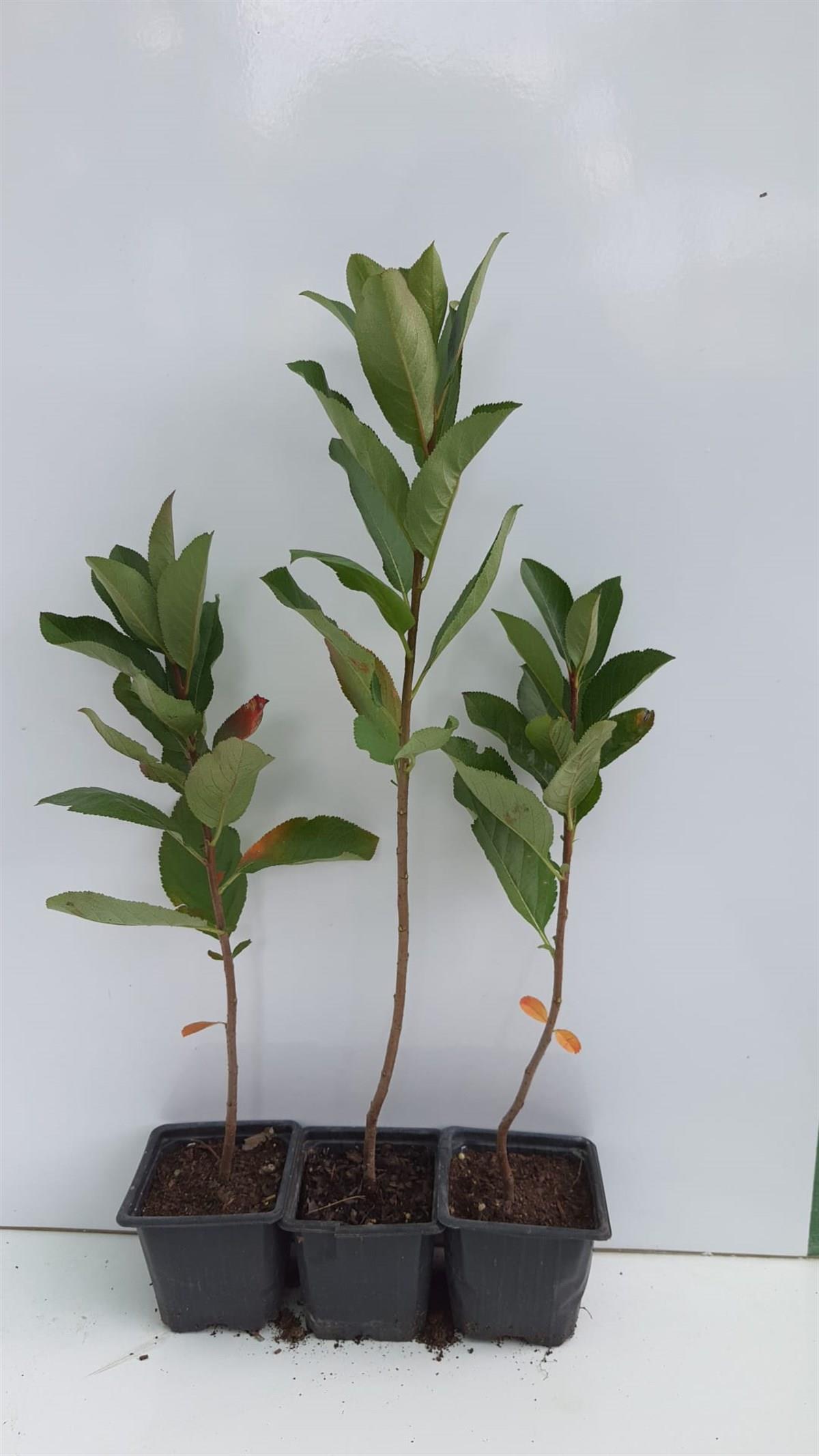 Aronia Aronya fidanı (Rus yaban mersini)