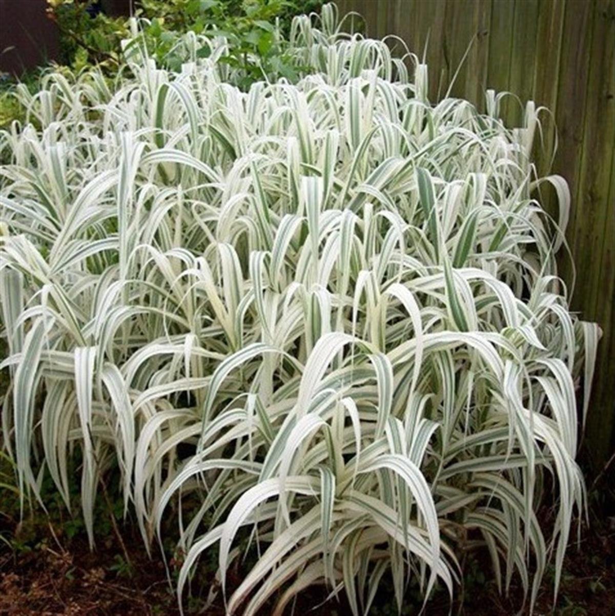 Arundo donax variegata Alacalı Dev Kamış fidanı