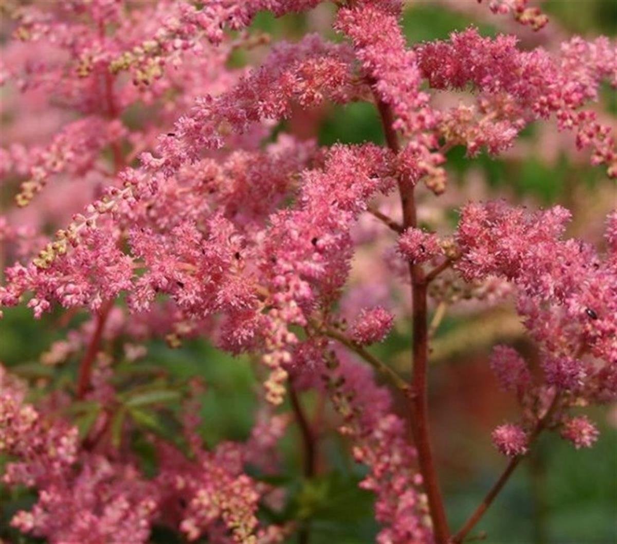 Astilbe Bressingham beauty Yalancı keçi sakalı fidesi