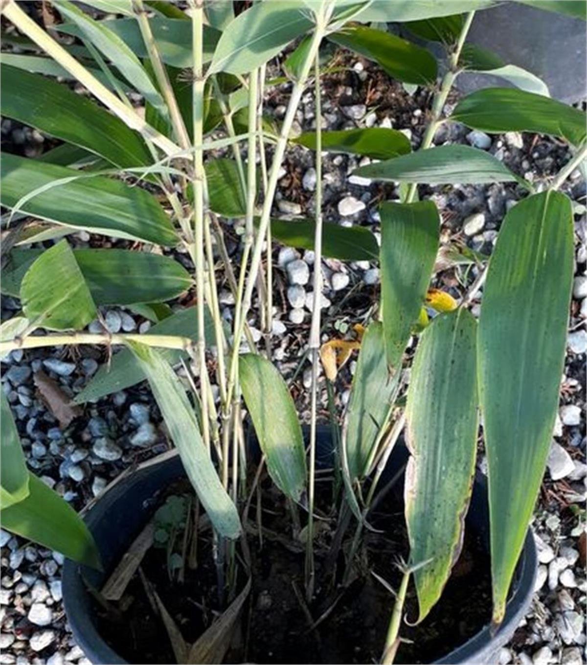 Bambusa Phyllostachys edulis Moso Bamboo Dev Bambu fidanı