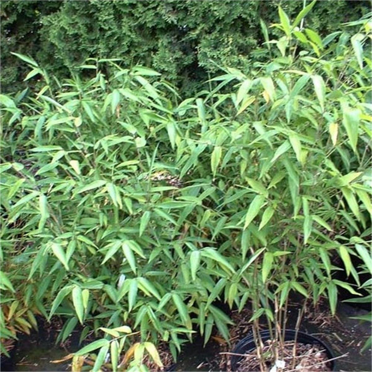 Bambusa Phyllostachys edulis Moso Bamboo Dev Bambu fidanı