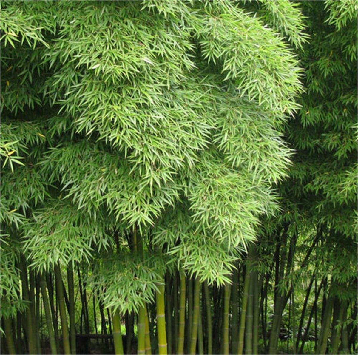 Bambusa Phyllostachys edulis Moso Bamboo Dev Bambu fidanı