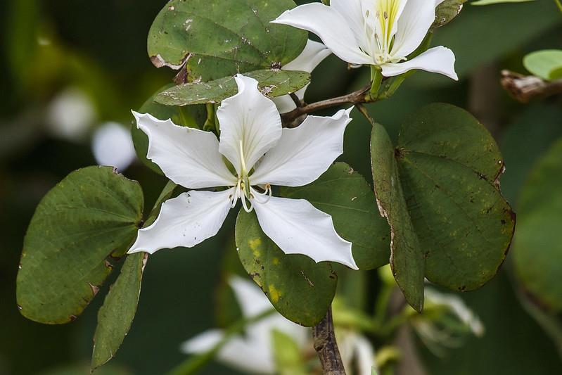 Bauhinia alba Bahunya Çin Orkide Ağacı Fidanı