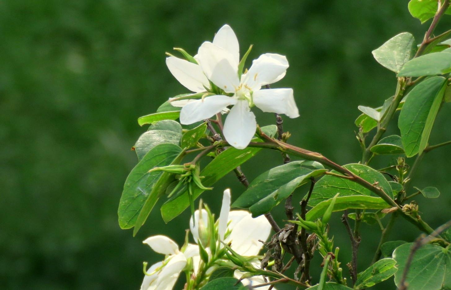 Bauhinia alba Bahunya Çin Orkide Ağacı Fidanı