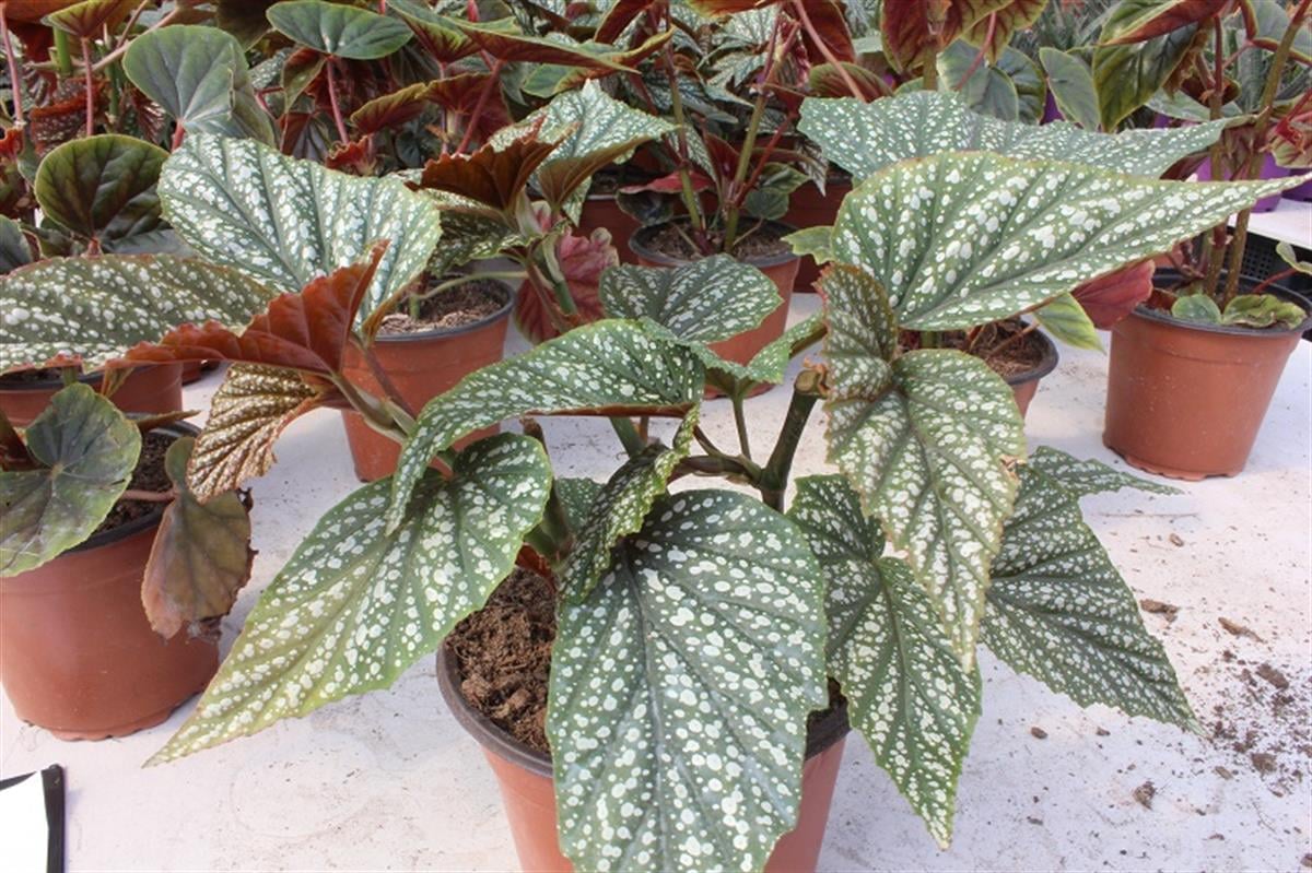 Begonia rex Yaprak Begonyası