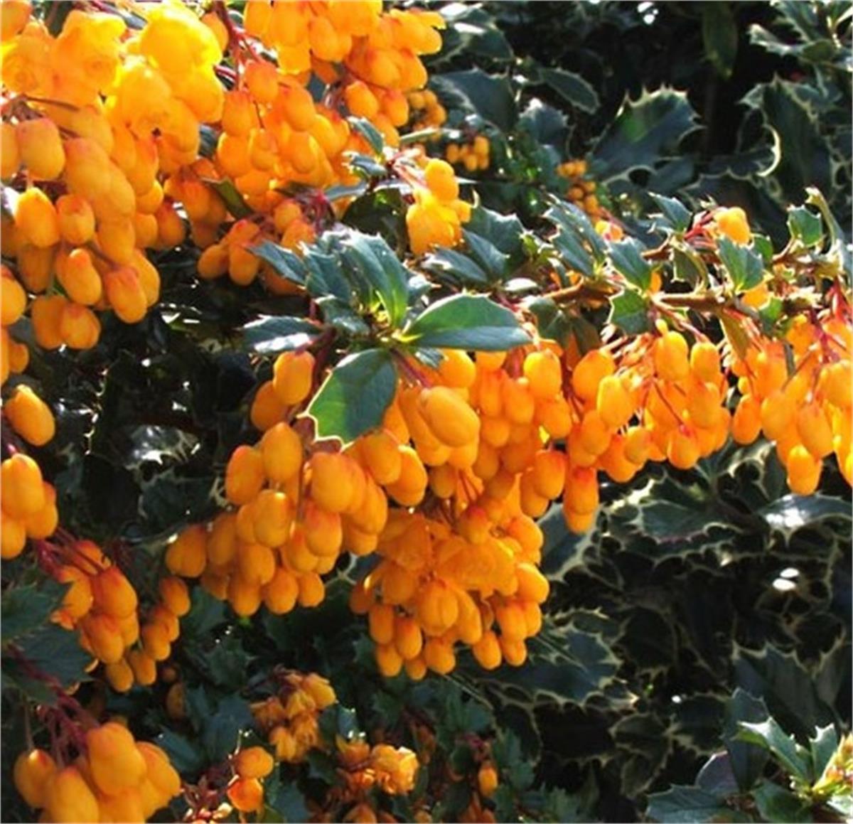 Berberis darwinii Barberry Turuncu Çiçekli Berberis