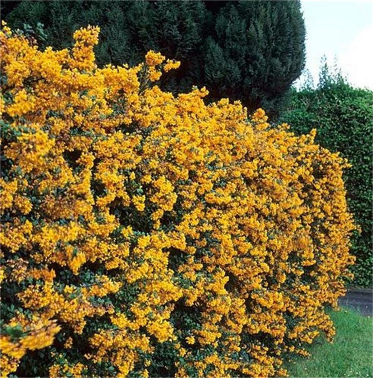 Berberis darwinii Barberry Turuncu Çiçekli Berberis