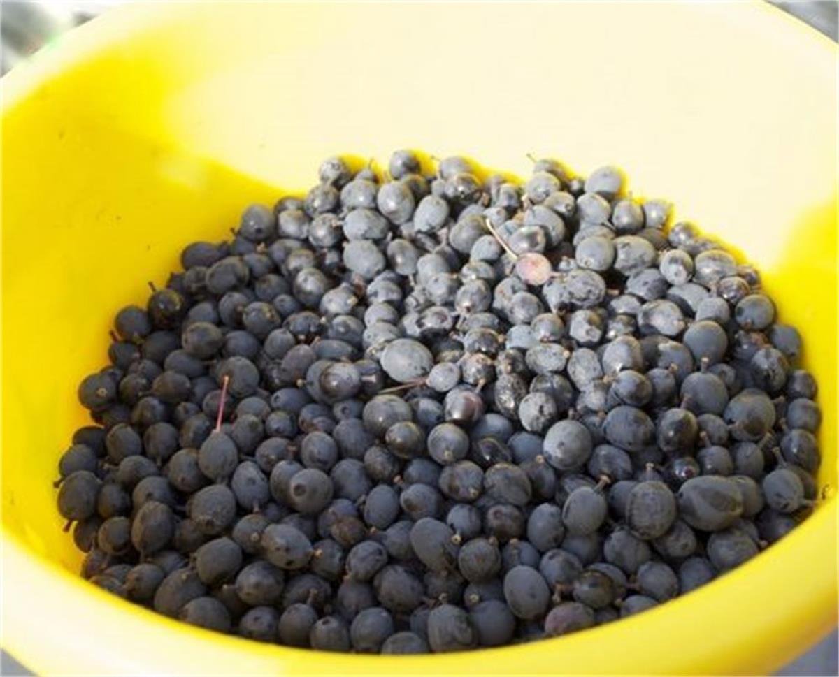 Berberis darwinii Barberry Turuncu Çiçekli Berberis