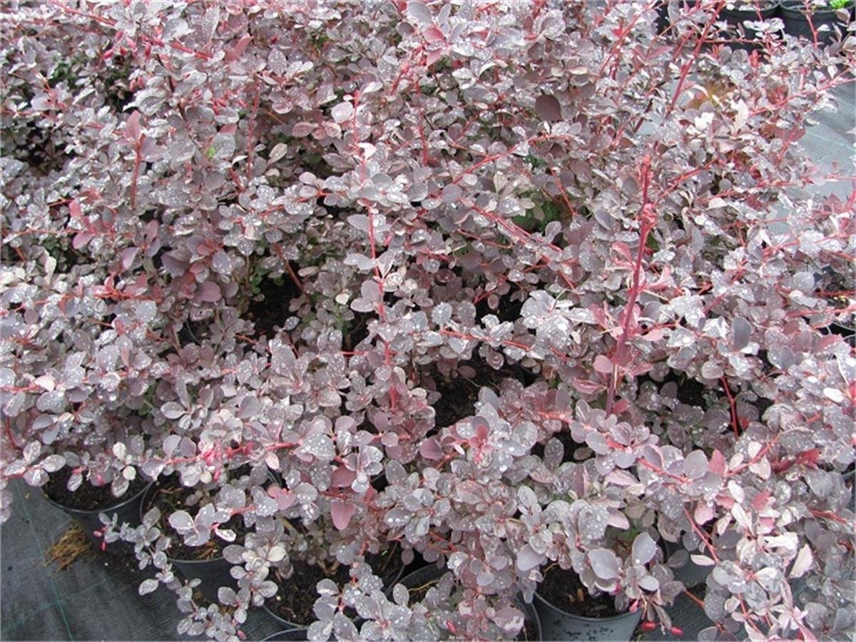 Berberis ottawensis Silver Miles Kadın Tuzluğu fidanı