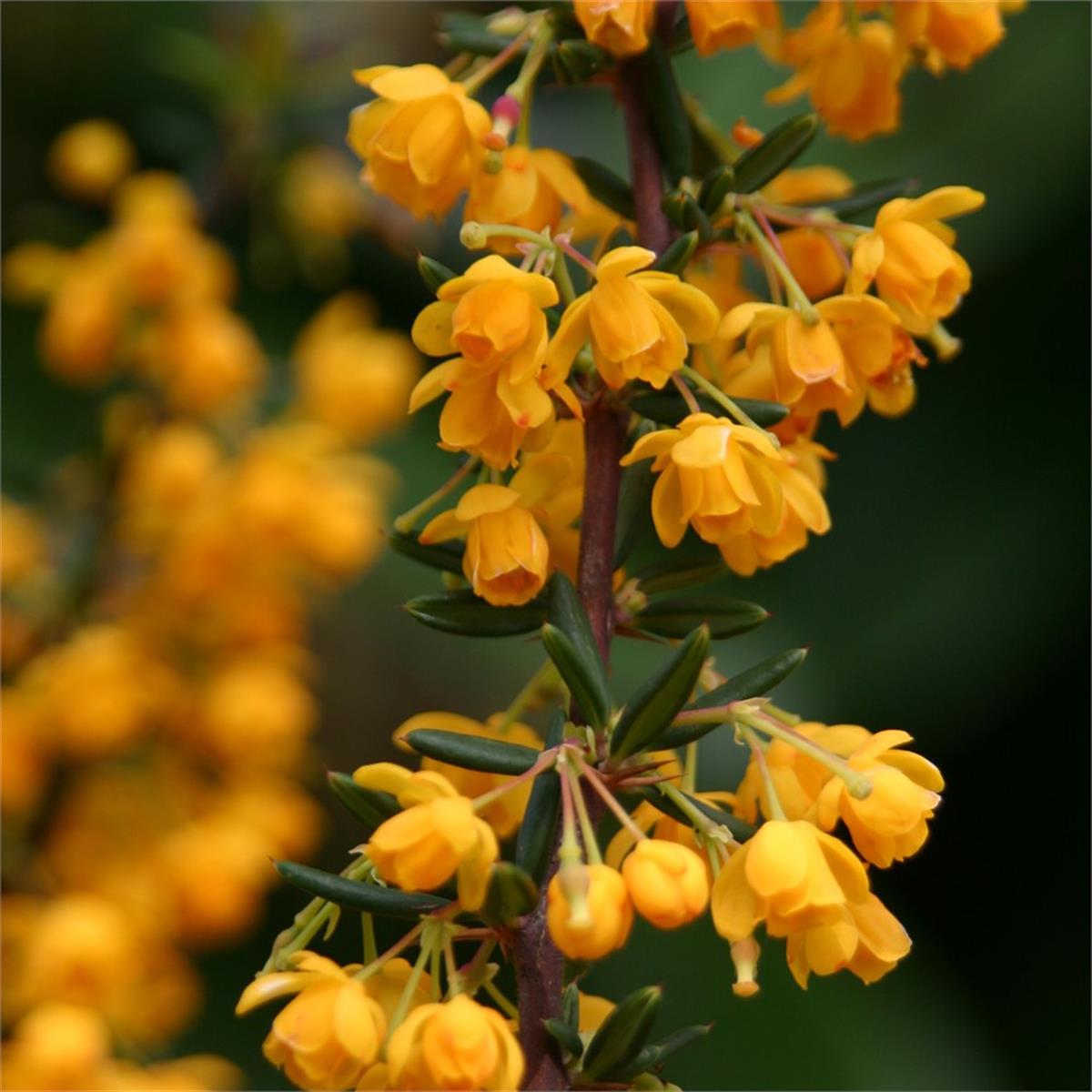 Berberis stenophylla Kadın tuzluğu fidanı