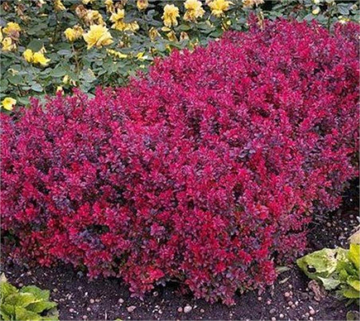 Berberis thunbergii Bagatelle compact kırmızı berberis fidanı