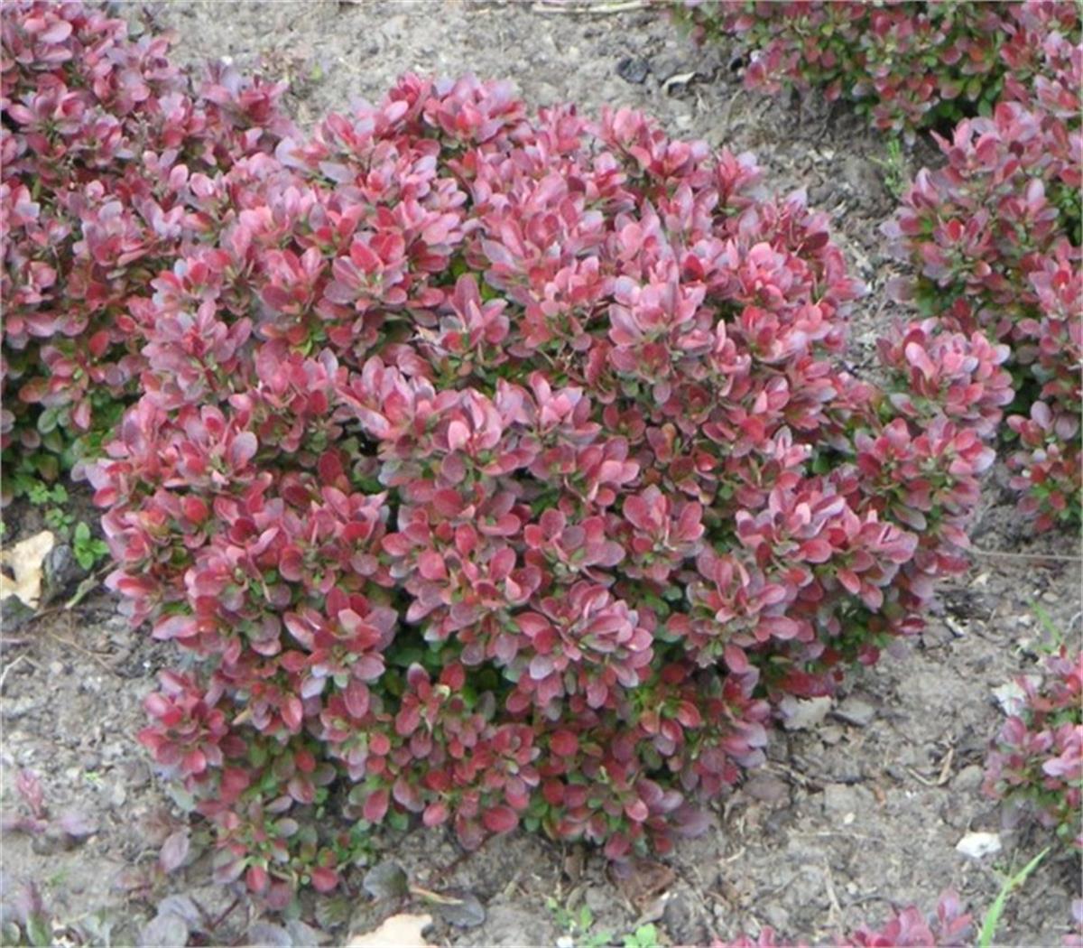 Berberis thunbergii Bagatelle compact kırmızı berberis fidanı