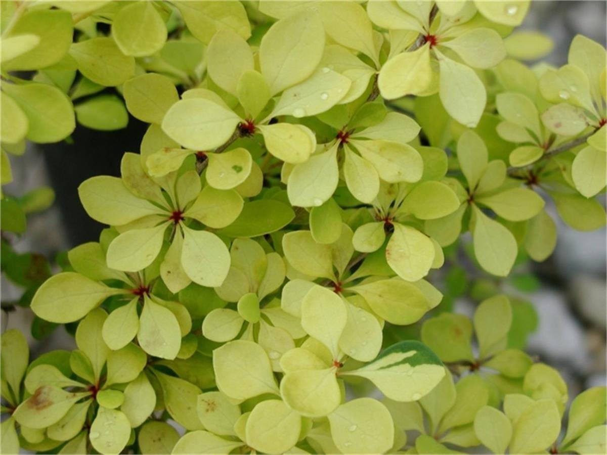 Berberis thunbergii Bonanza gold altuni bodur berberis fidanı