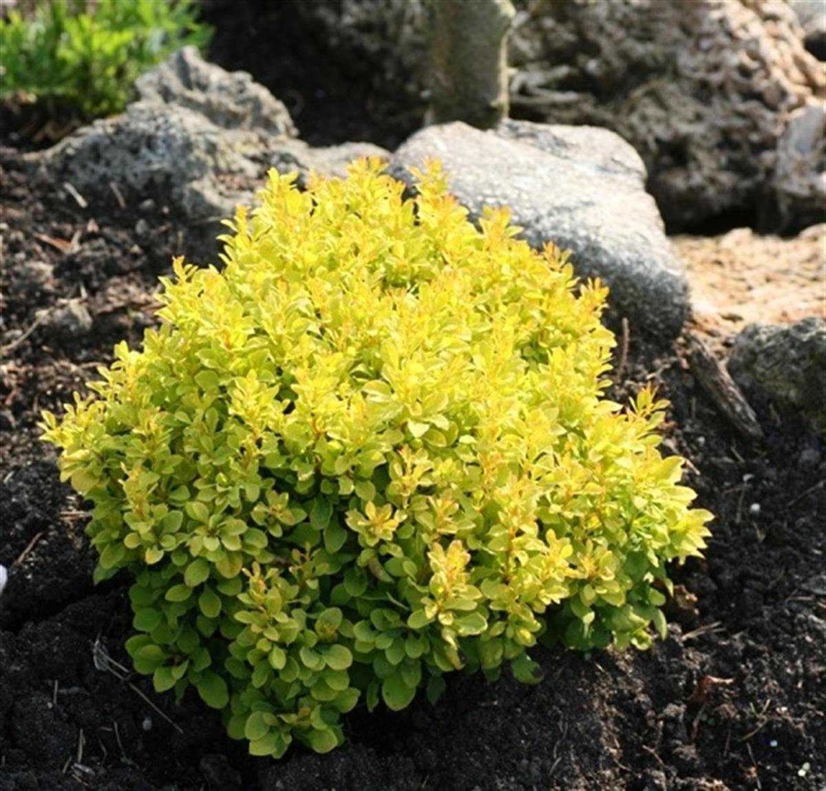 Berberis thunbergii Special Gold Kadın Tuzluğu fidanı