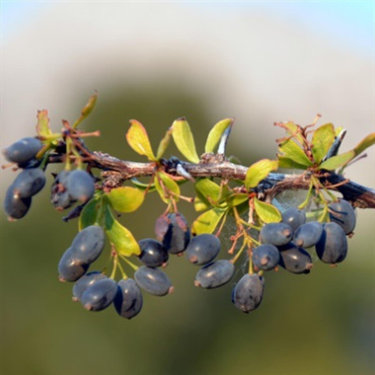 Berberis vulgaris Siyah Meyveli Karamuk adi kadın tuzluğu fidanı