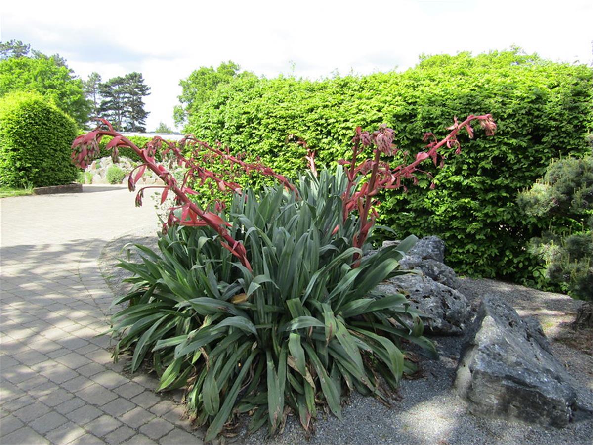 Beschorneria yuccoides Semis Meksika zambağı fidanı