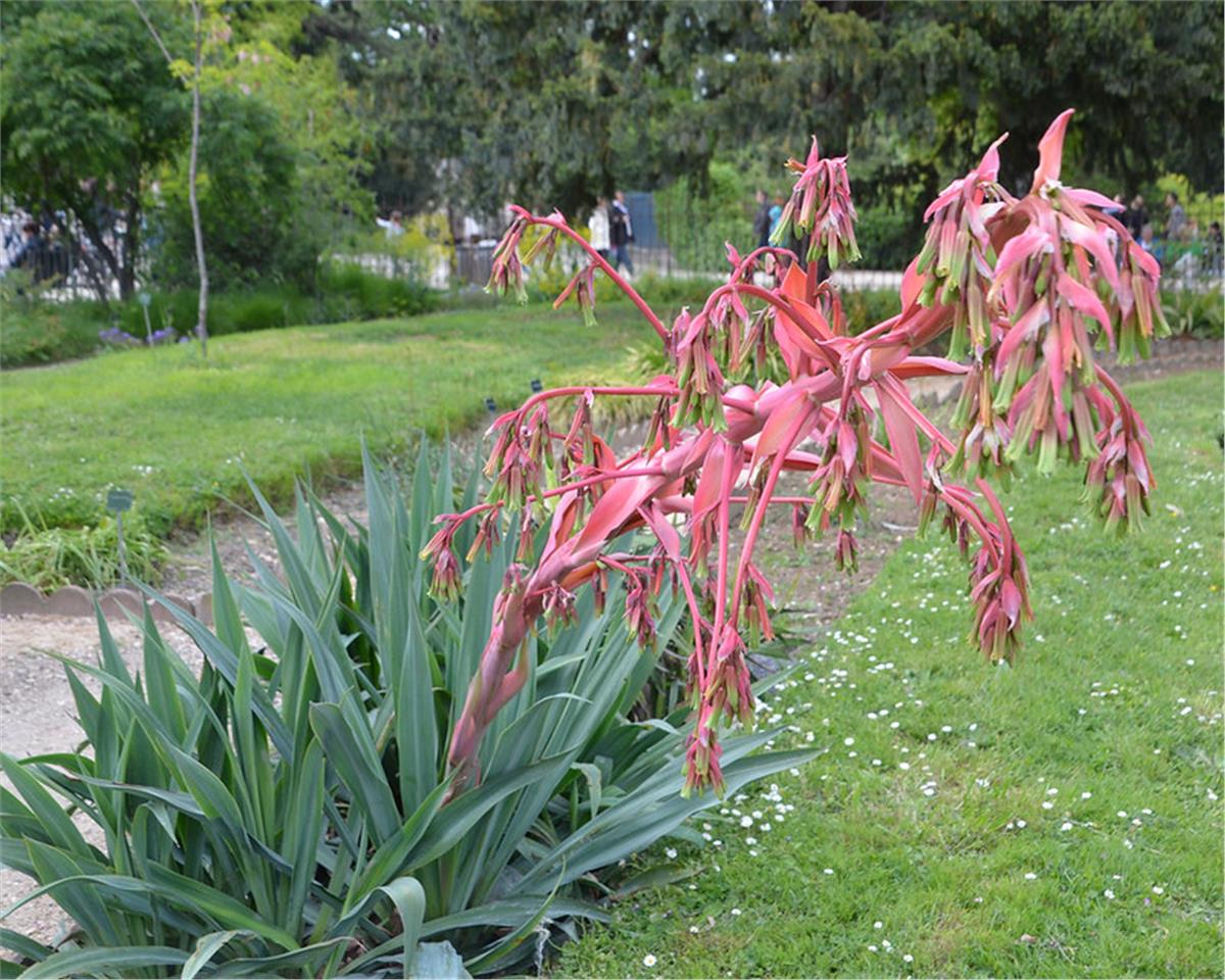 Beschorneria yuccoides Semis Meksika zambağı fidanı