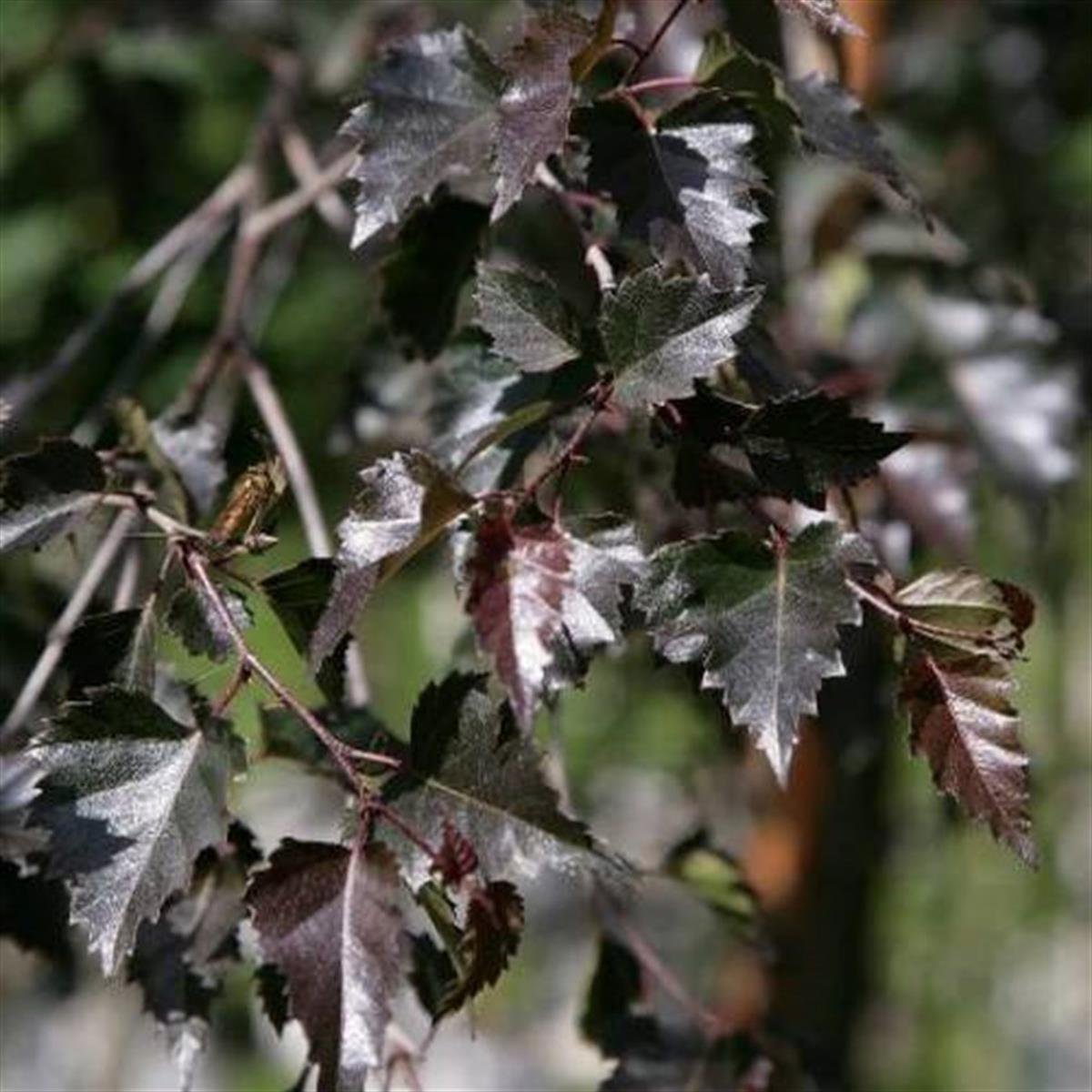 Betula pendula Purpurea Kırmızı yapraklı Huş fidan