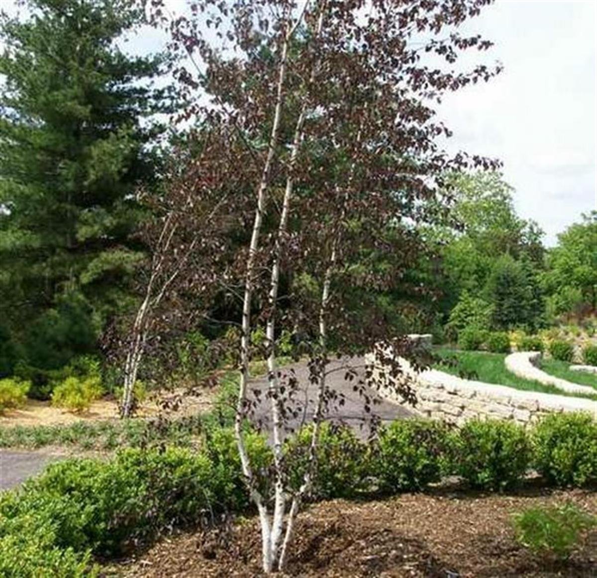 Betula pendula Purpurea Kırmızı yapraklı Huş fidan