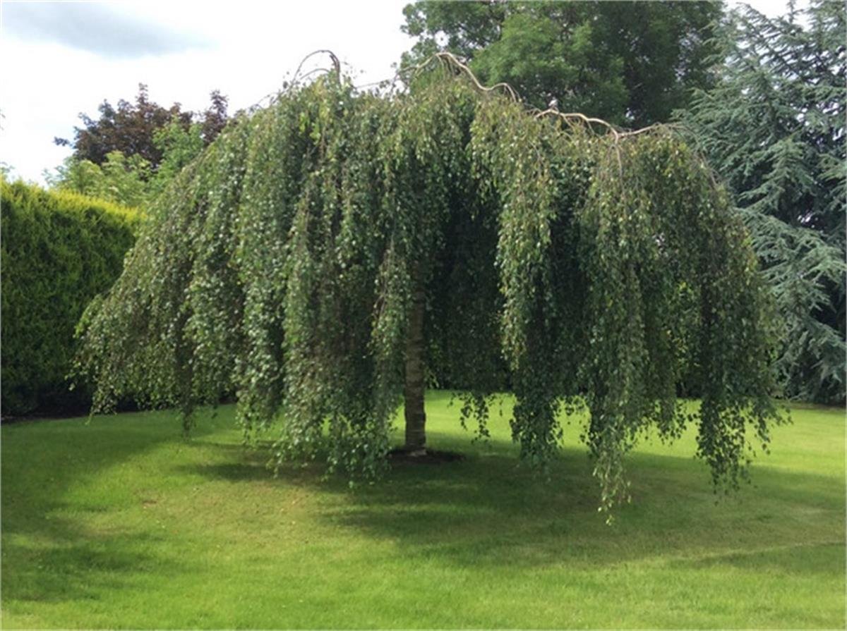 Betula pendula Youngii Bodur pendula Huş fidanı