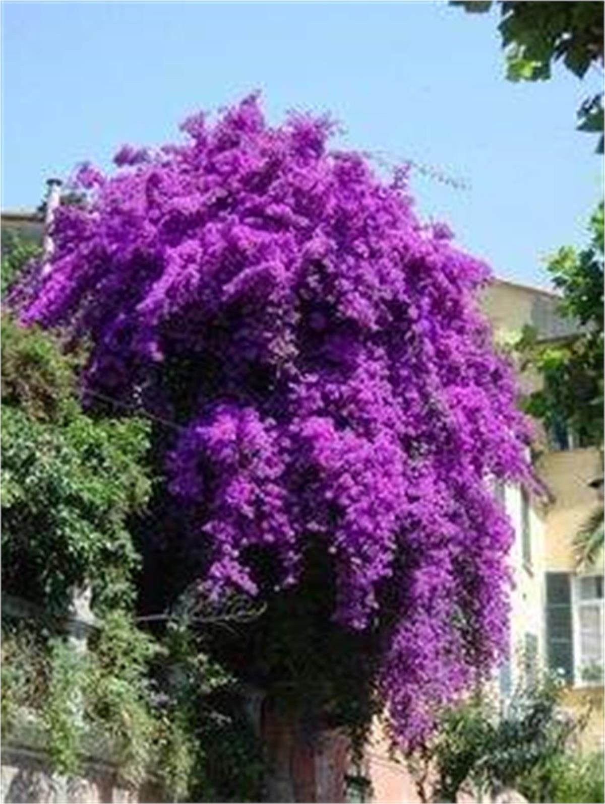 Bougainvillea glabra Begonvil fidanı