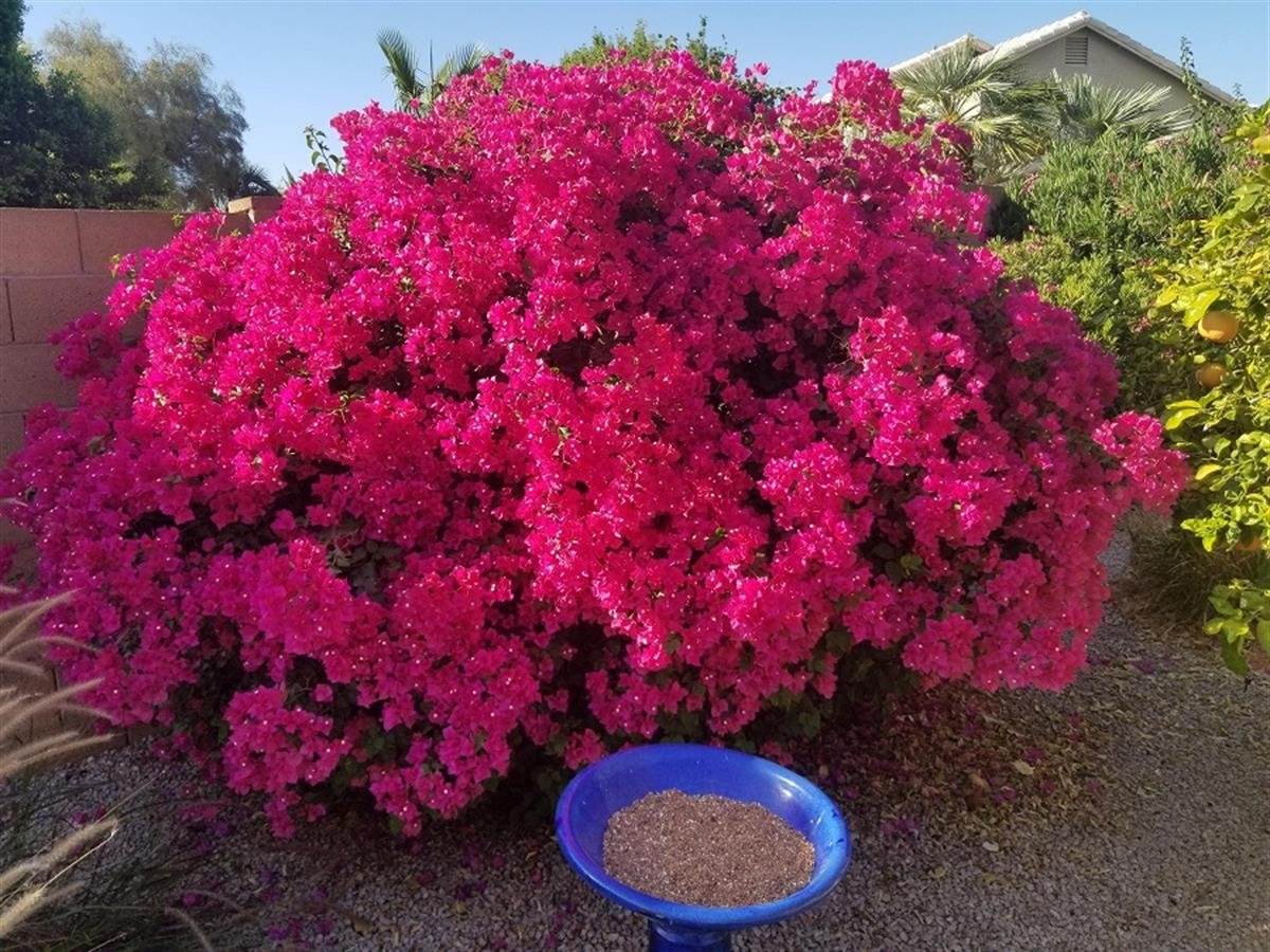 Bougainvillea glabra Çalı Begonvil fidanı