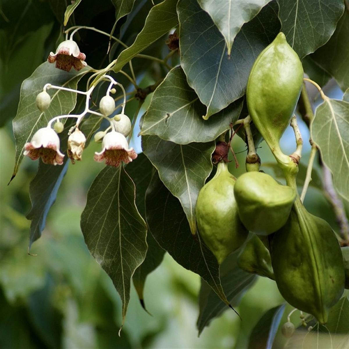 Brachychiton populneum Japon Kavağı