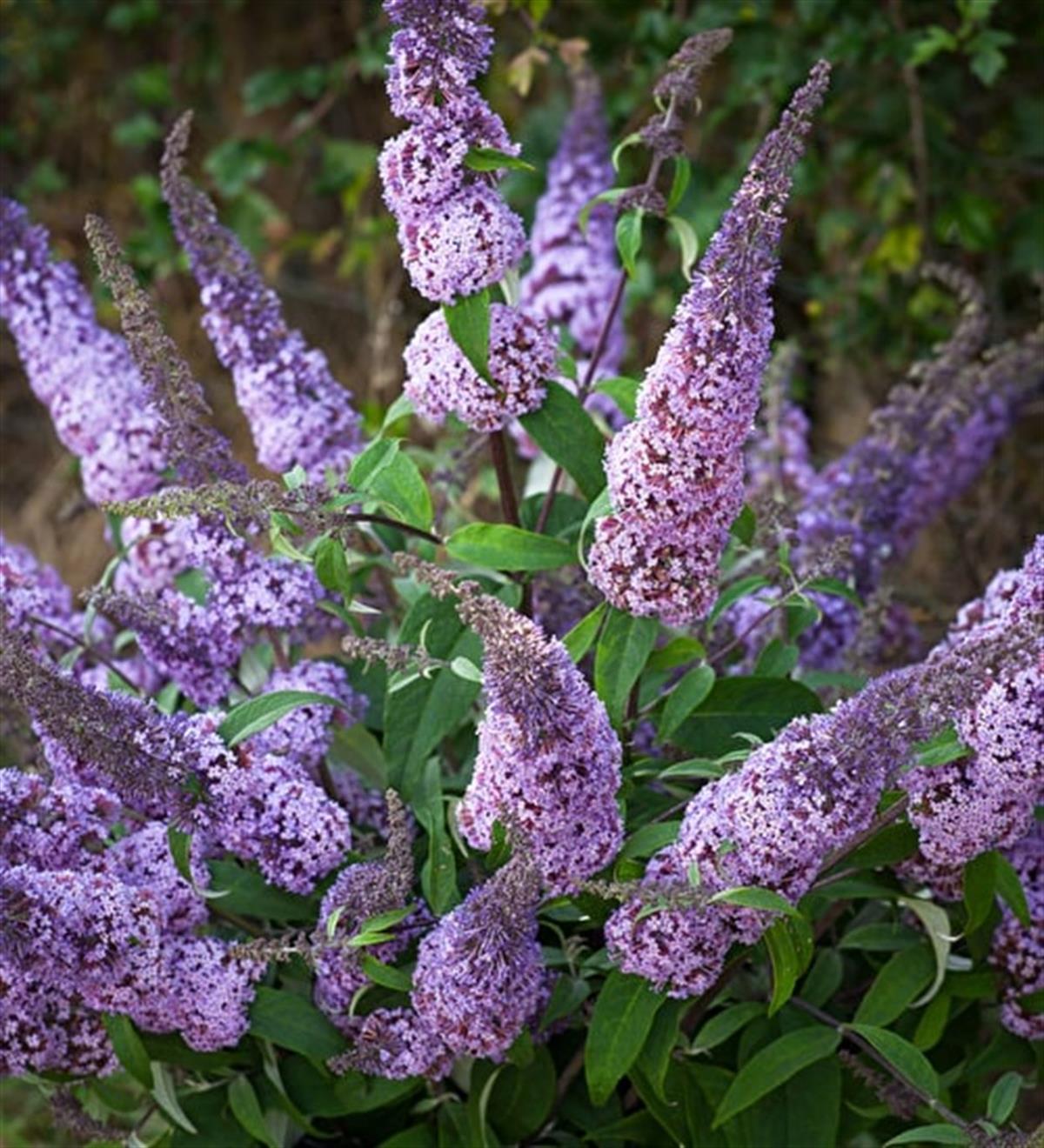 Buddleja davidii Kelebek çalısı fidanı