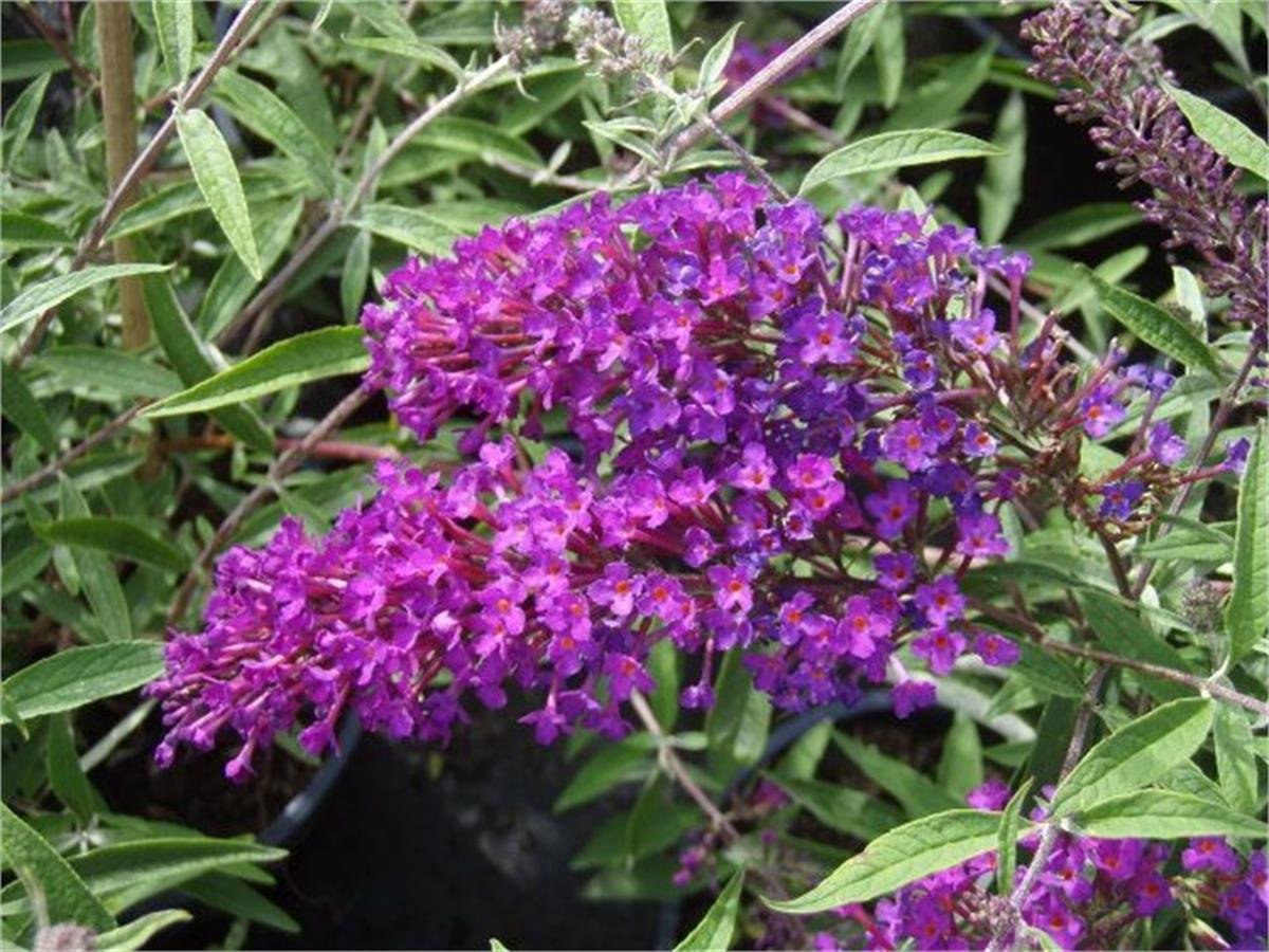 Buddleja davidii Nanho purple Kelebek Çalısı fidan
