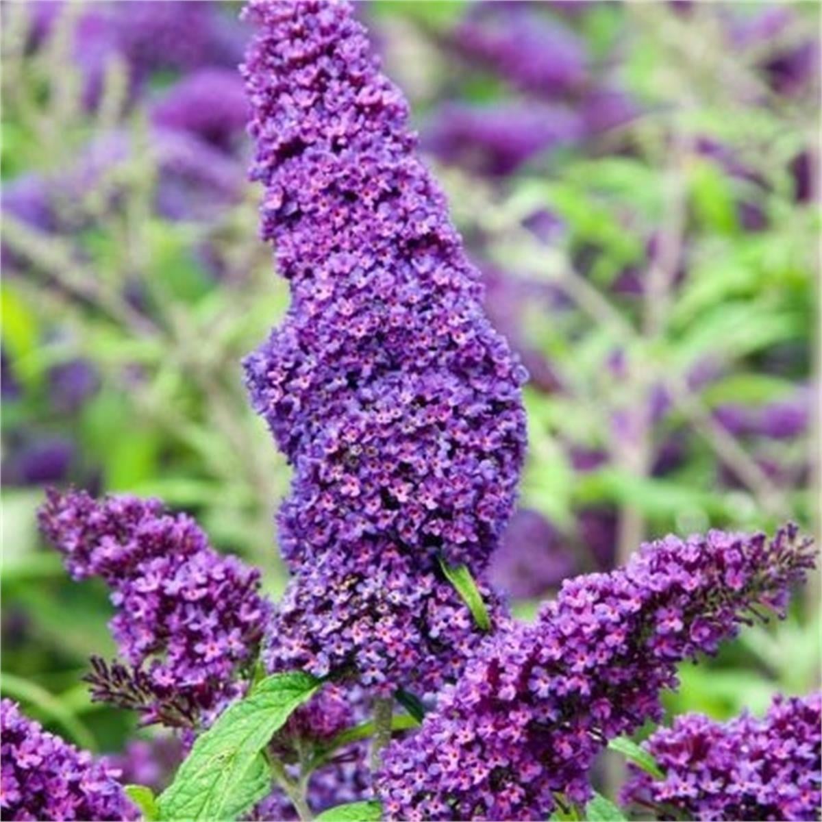 Buddleja davidii Purple emperor pyrkeep Kelebek Çalısı fidanı