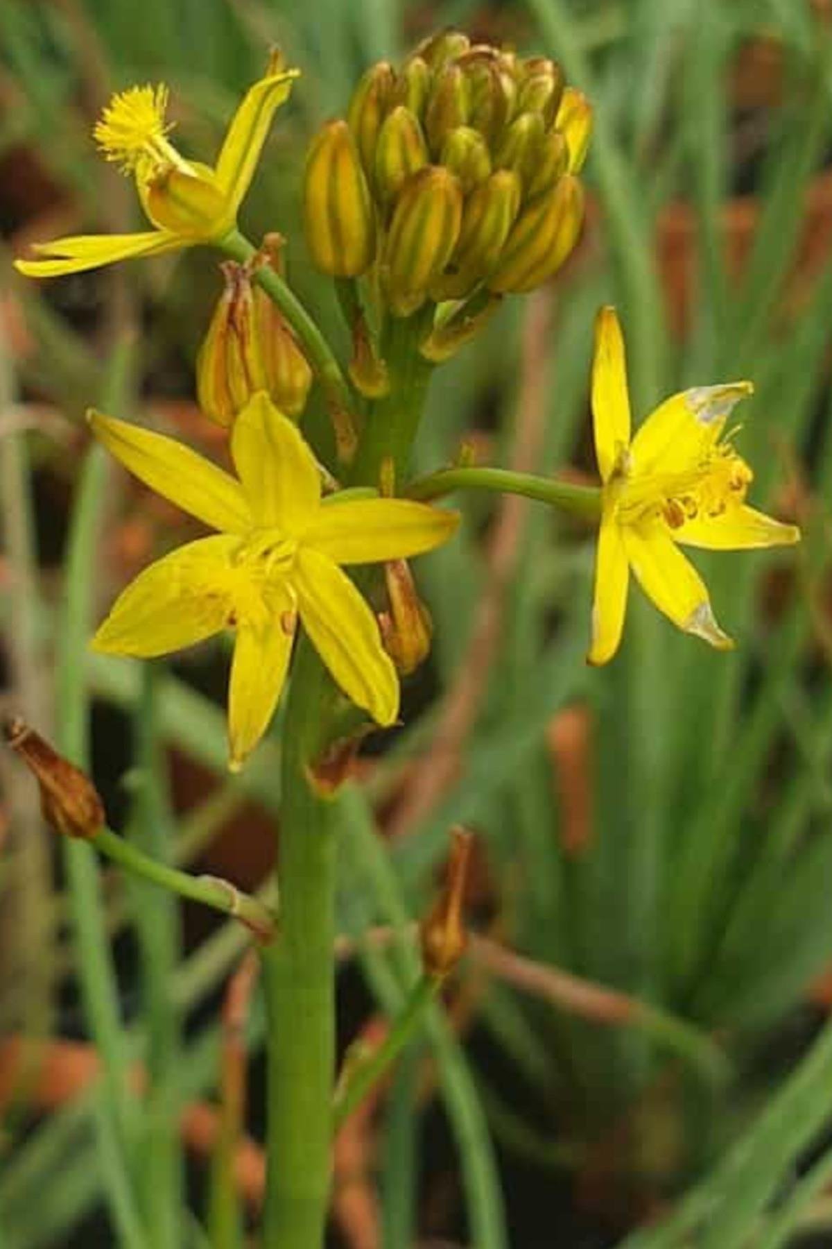 Bulbine bulbosa Sarı Çiçekli Kedi Kuyruğu Yılan Çiçeği Fidesi