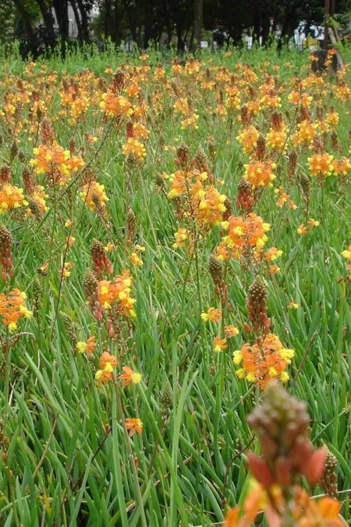 Bulbine frutescens Kedi Kuyruğu Yılan Çiçeği Fidesi