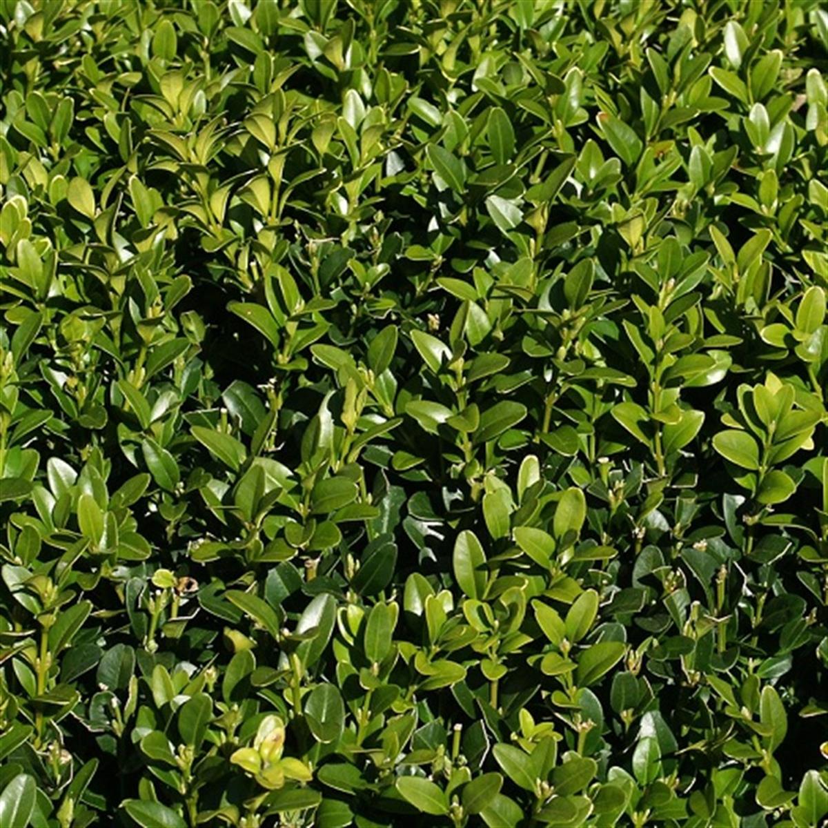 Buxus sempervirens Osmanlı Şimşiri