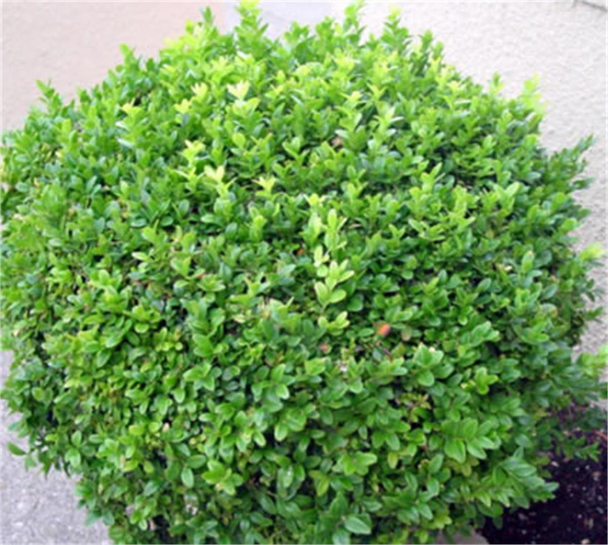 Buxus sempervirens wintergreen Şimşir fidanı