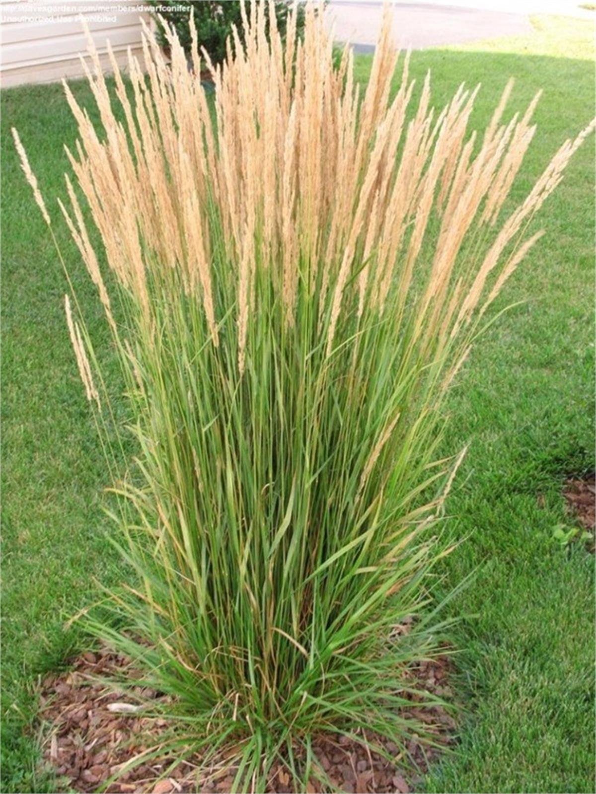 Calamagrostis acutiflora Karl foerster Kandıra Otu fidesi