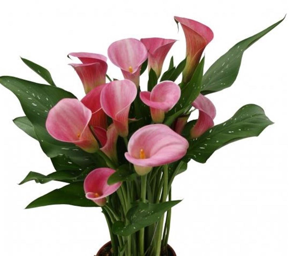 Calla, Zantedeschia Kala cala gala çiçeği patatesi, yumrusu Candy Art