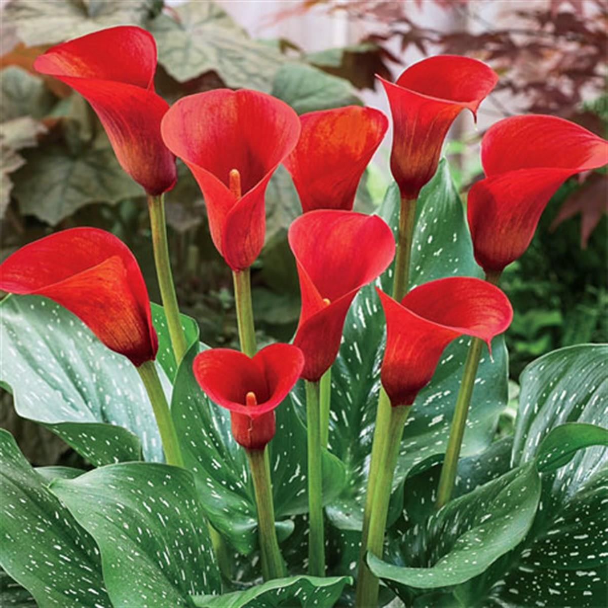 Calla, Zantedeschia Kala cala gala çiçeği patatesi, yumrusu Red Alert
