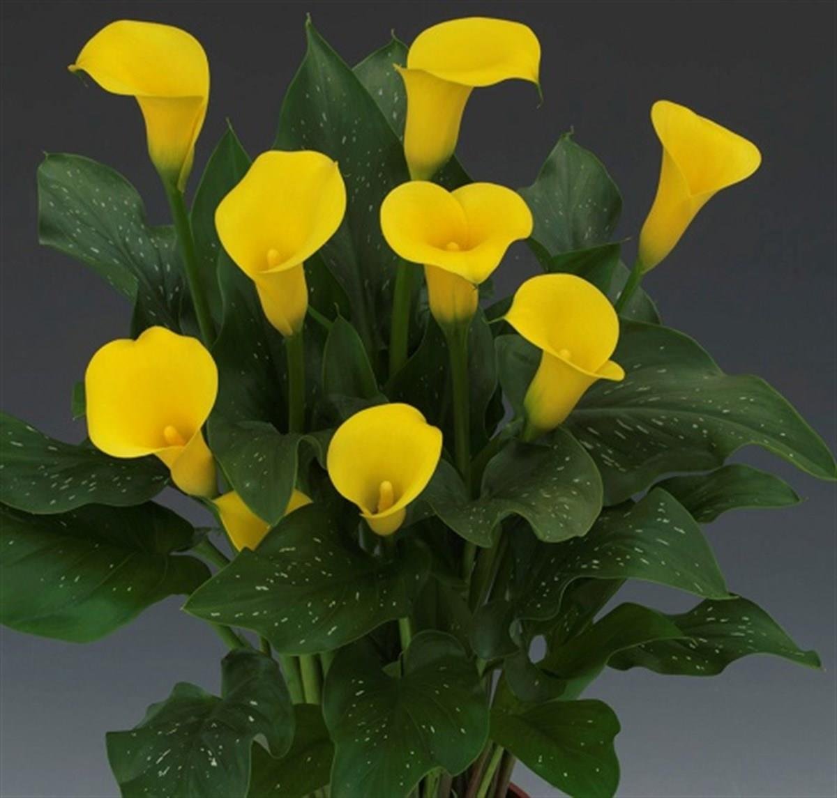 Calla, Zantedeschia Kala cala gala çiçeği patatesi, yumrusu Universe