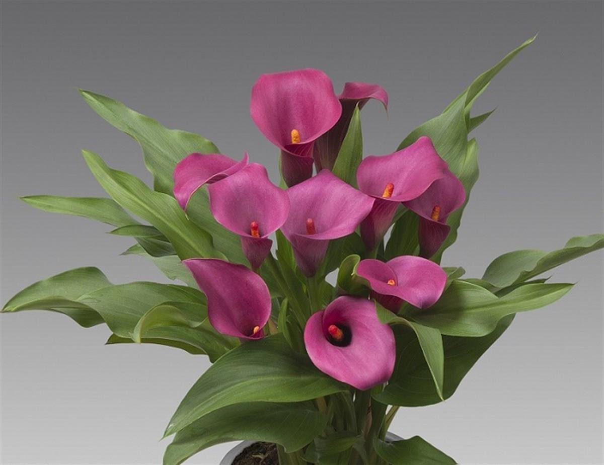 Calla, Zantedeschia Kala cala gala çiçeği patatesi, yumrusu Santa Fe