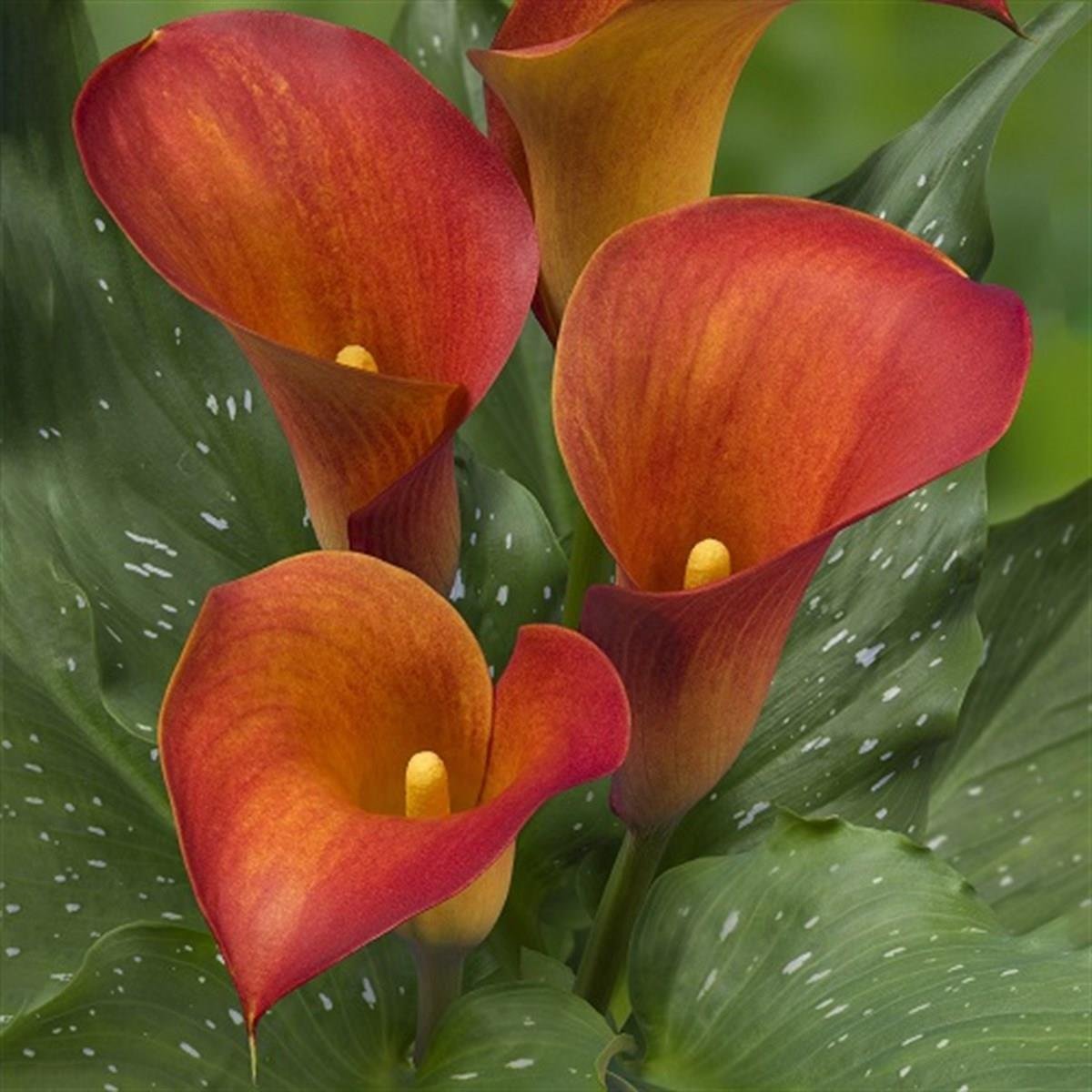 Calla, Zantedeschia Kala cala gala çiçeği patatesi, yumrusu Capt Trini