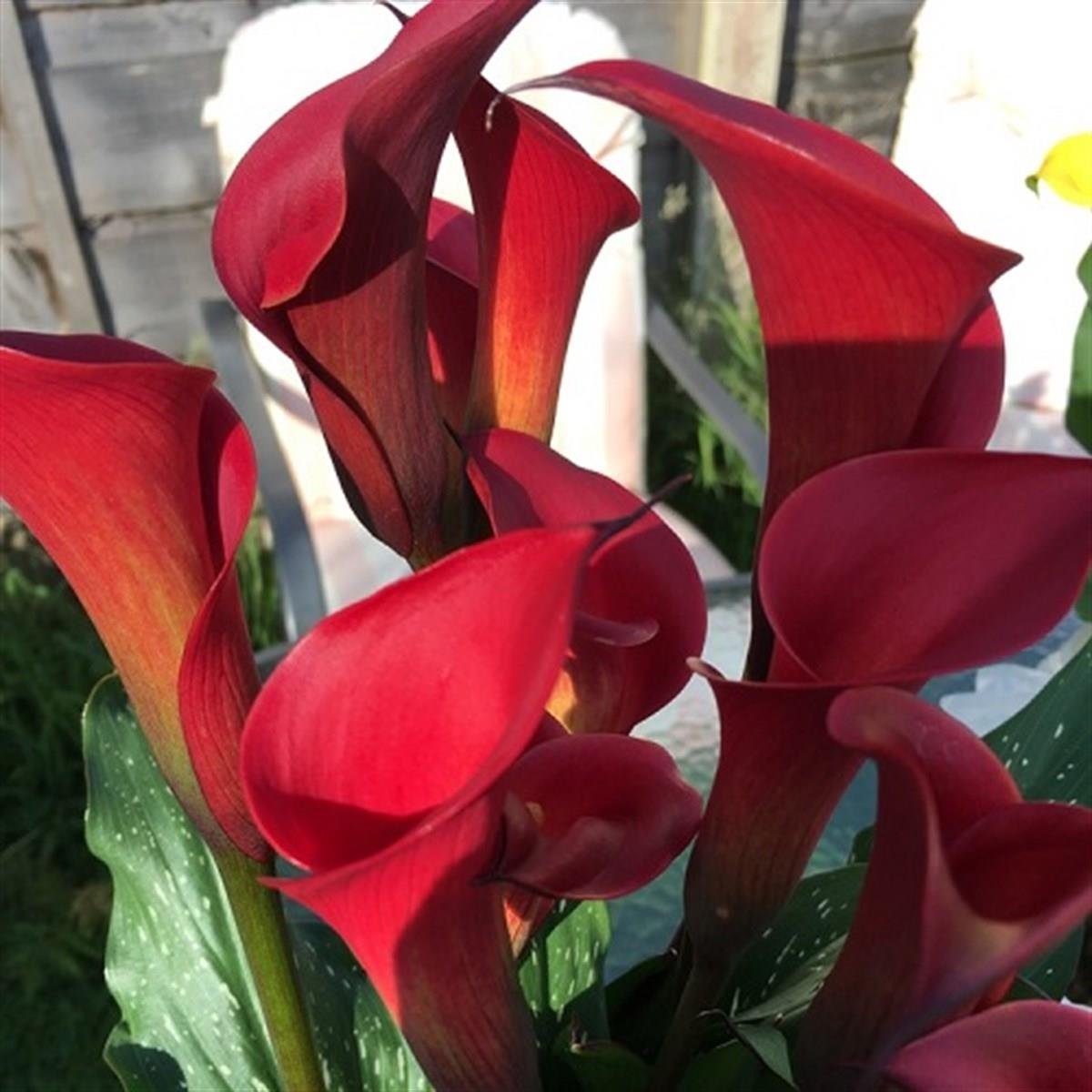 Calla, Zantedeschia Kala cala gala çiçeği patatesi, yumrusu Red Charm