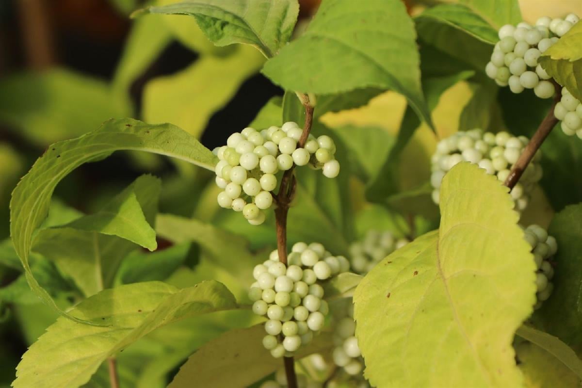 Callicarpa bodinieri Magical Snow Queen Güzellik Üzümü fidanı - 20-40 cm