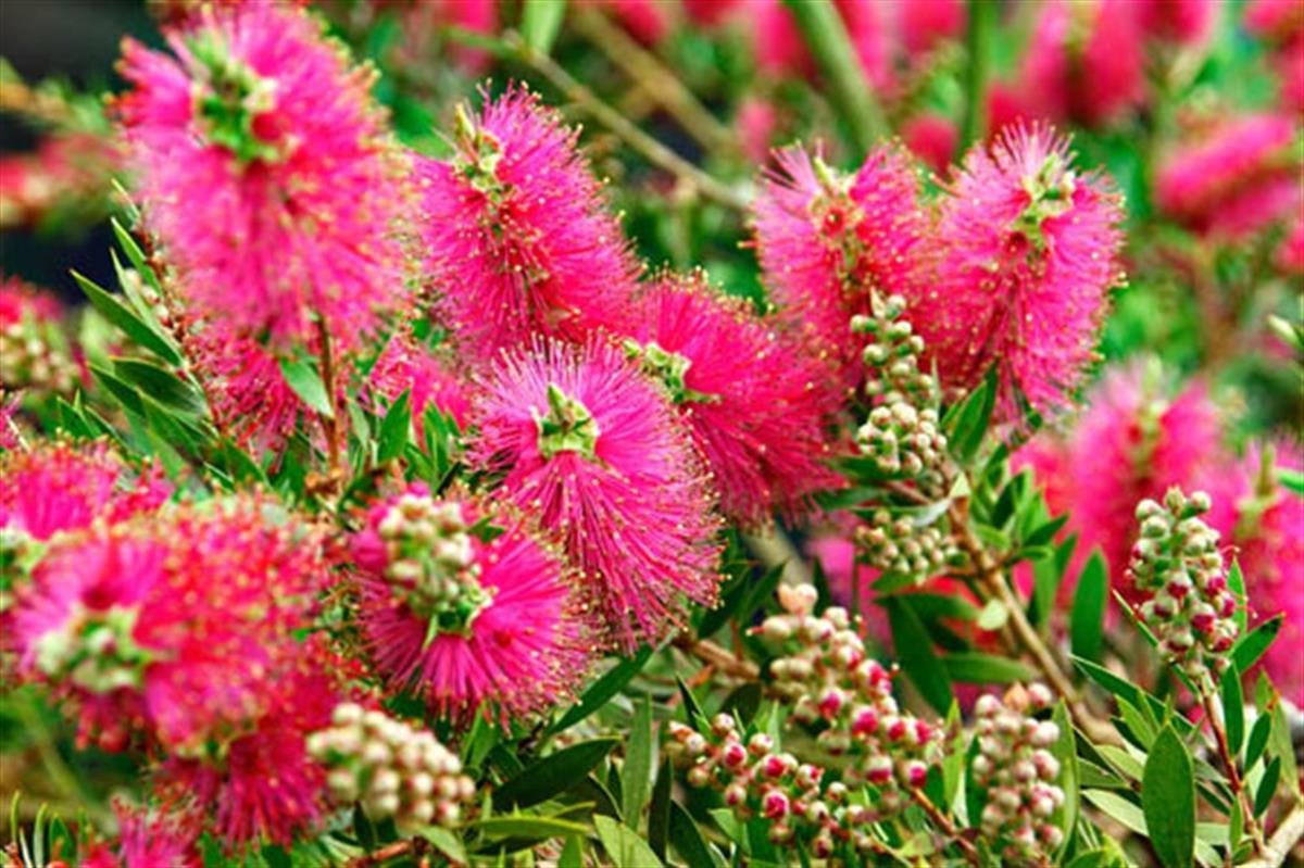 Callistemon citrinus Splendes Fırça Çalısı