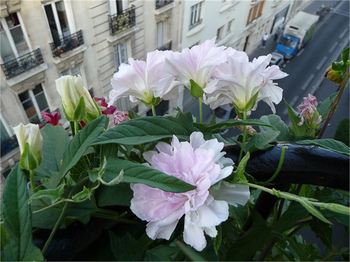 Calystegia hederacea Flore Pleno Gündüz sefası fidesi