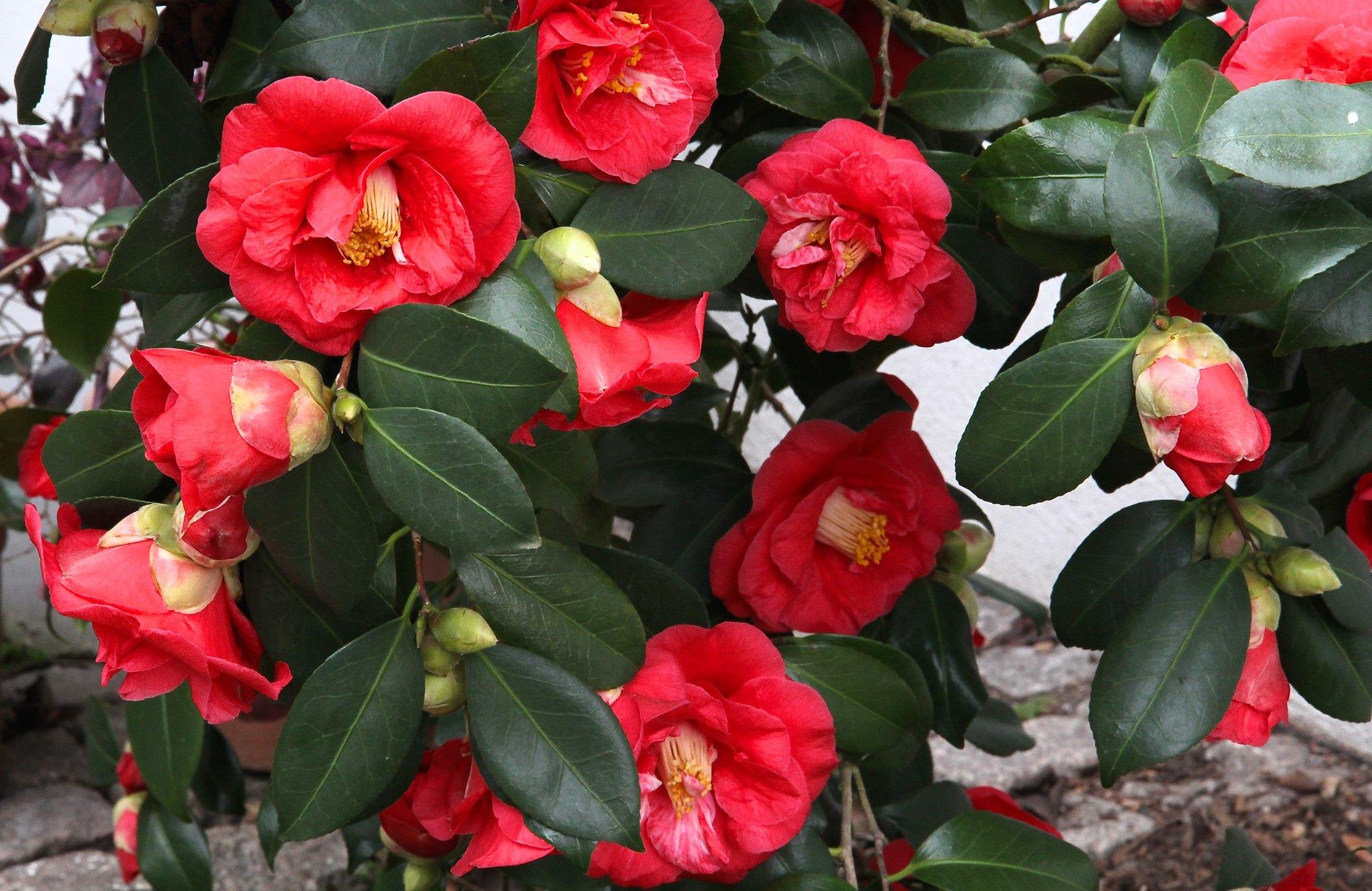 Camelia Adolphe Audusson Kamelya fidanı