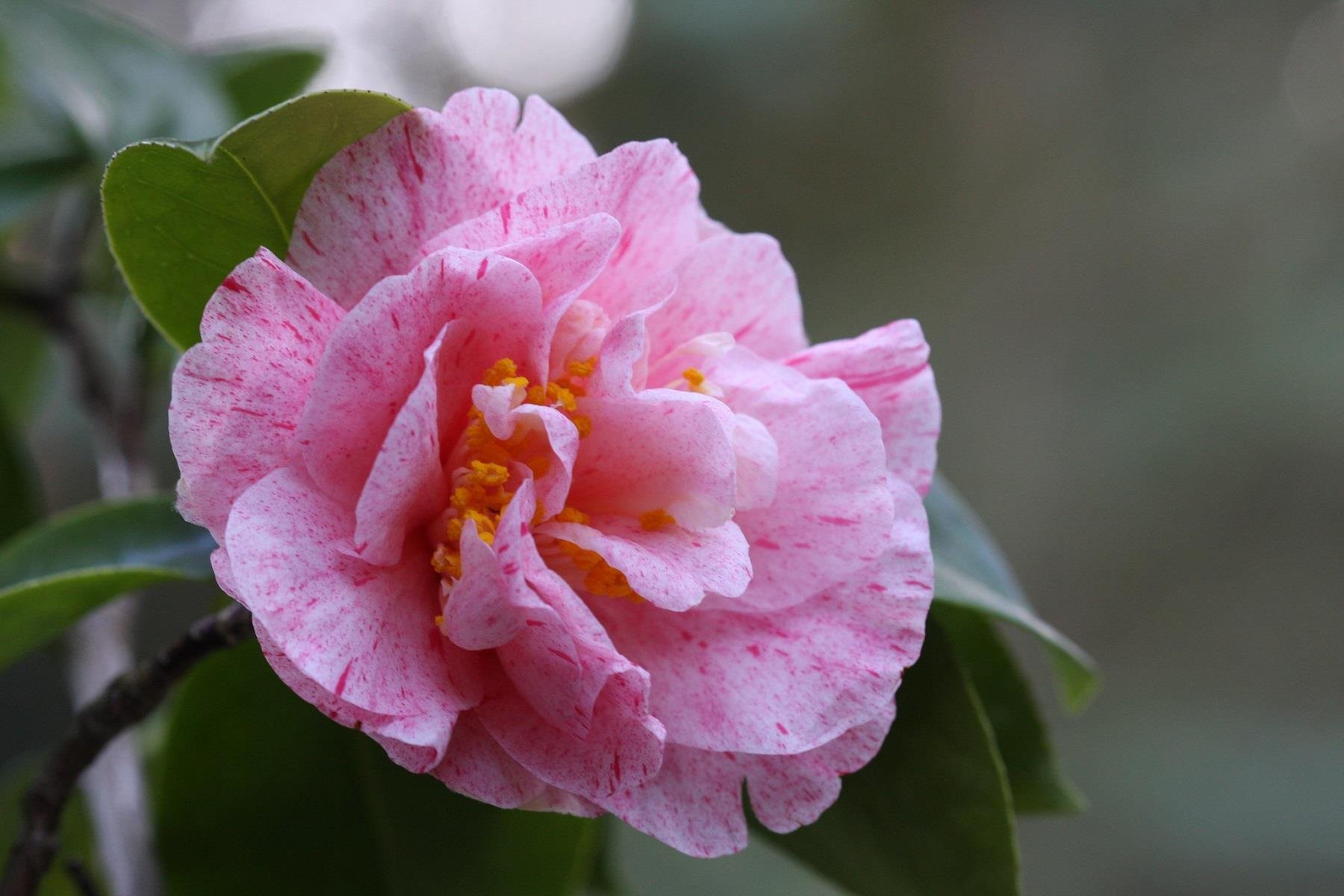 Camelia Japonıca Kick Off Kamelya fidanı