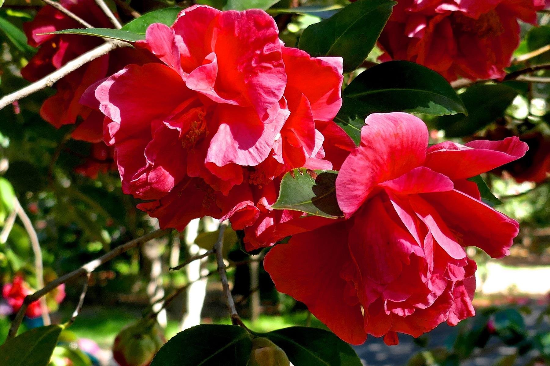 Camelia Japonıca Kramers Kamelia Kamelya fidanı