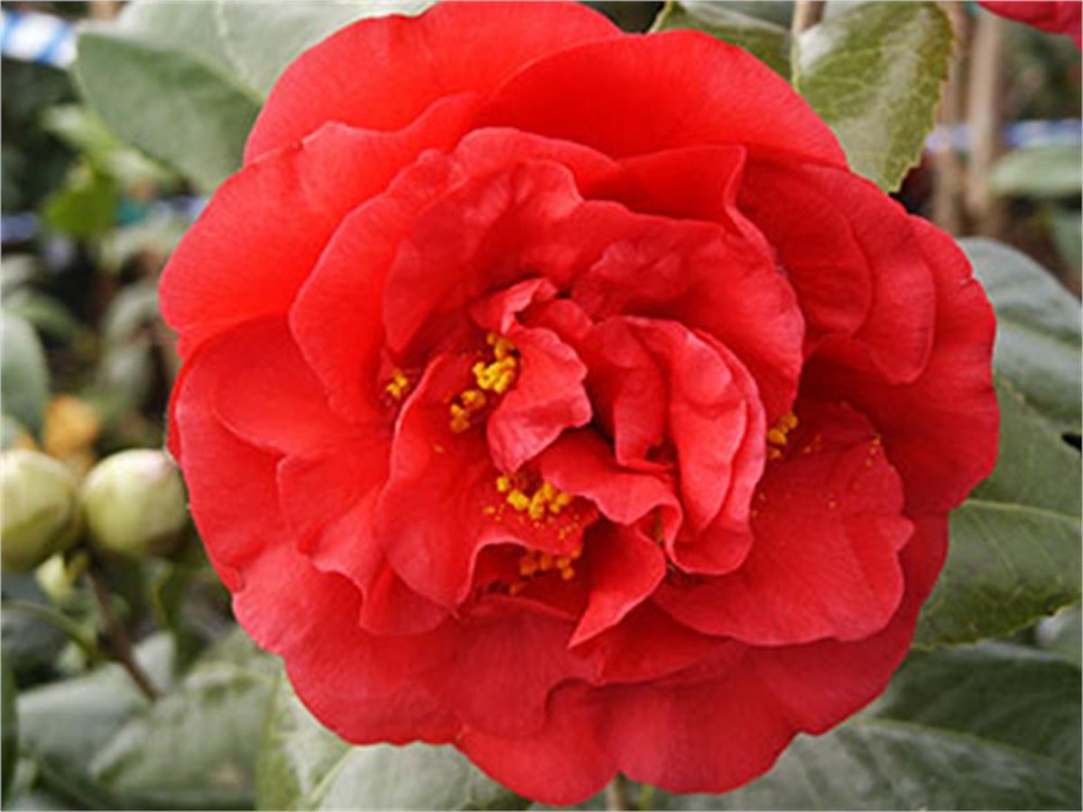 Camelia Japonıca Kramers Kamelia Kamelya fidanı